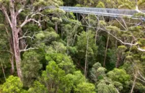 The Tree Top Walk