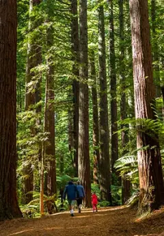 A family walking in Rotorua Redwoods