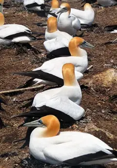 Gannet birds in Hawkes Bay, New Zealand