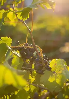 Image of grapes in a vineyard