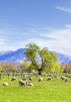 Sheep grazing on the Canterbury Plains