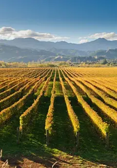 View of a vineyard in Marlborough