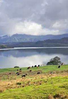 View of Hokianga harbour and cows grazing on a pasture