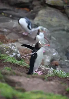 Yellow-eyed penguins in Otago Peninsula near Dunedin