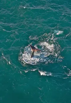 View of sperm whale near Kaikoura