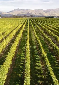 View of Marlborough vineyard