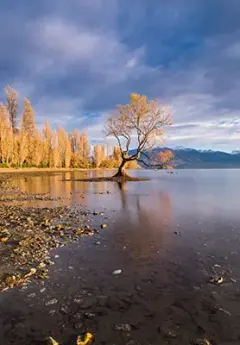 View of an iconic Wanaka tree in autumn