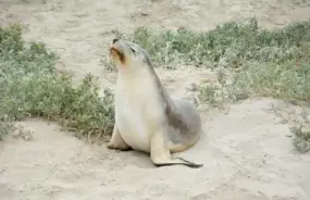 Seal Bay Seal