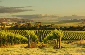 Clare Valley