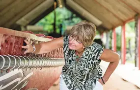 Guest admiring the carving on a waka, at Waitangi Treaty Grounds