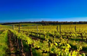 Margaret River Vineyard