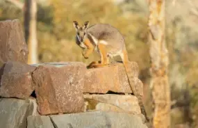 Arkaroola Wallaby