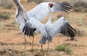 Brolgas in National Park