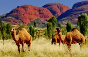 Camels in Northern Teritory