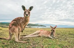 Coffs Harbour Kangaroos