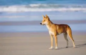 Dingo on the beach in Fraser Island