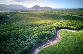 Sugar Cane Mangroves