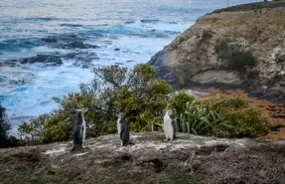 Penguins at Stewart Island