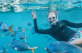 Snorkelling in Great Barrier Reef