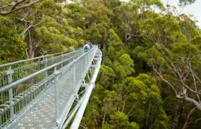 Tree Top Walk in the Valley of the Giants