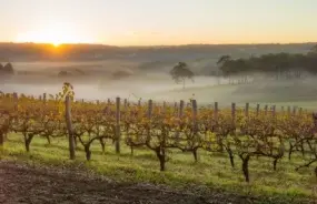 Margaret River Vineyard