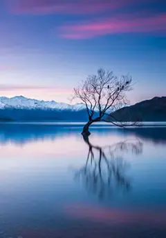 Lake Wanaka Tree in front of the snow capped mountains in Wanaka