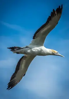 Gannet colony, New Zealand