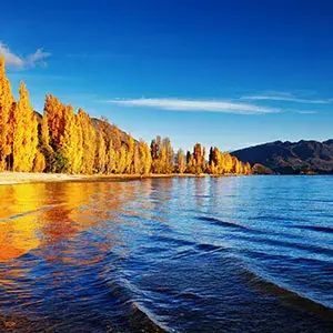 Autumn trees on Lake Wanaka