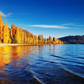 Autumn trees on Lake Wanaka