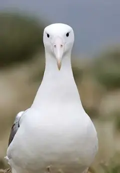 Royal Albatross, Dunedin, New Zealand