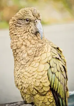 Image of mountain parrot Kea in Arthurs Pass