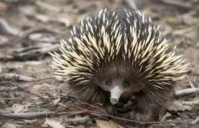 Echidna