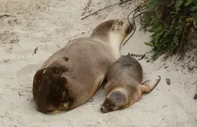 Seal Bay Conservation Park