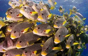 Great Barrier Reef Fish