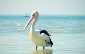 Pelican in Lucky Bay