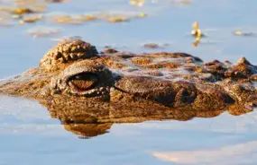 Hartley's Crocodile Adventure