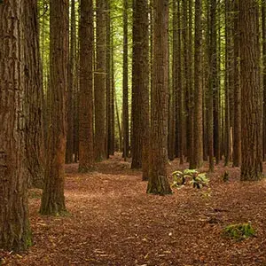 Wander through the majestic Redwood forests of Rotorua