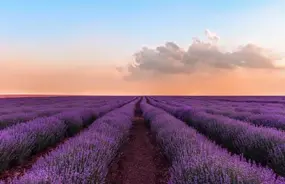 Lavender Farm