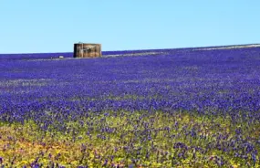 Wildflowers