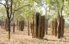 Termite Mounds Alice Springs