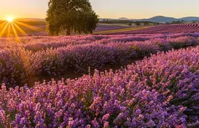 Bridestowe Lavender fields