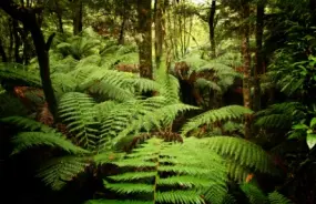 Tarkine Wilderness area