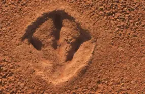 Dinosaur footprint