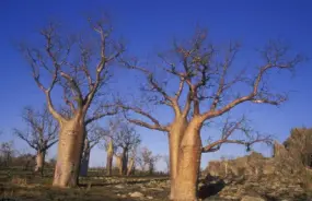 Two Boab Trees