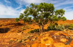 Port Hedland Landscape