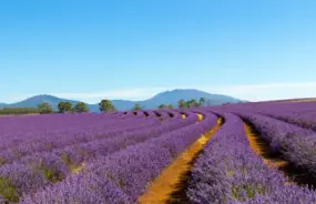 Lavender Field