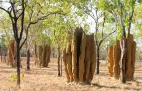 Termite Mounds