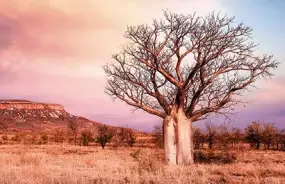 Boab Tree, Cockburn Ranges