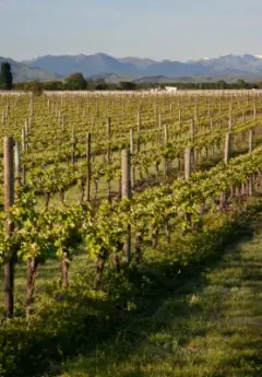 rows of vines with rolling hills