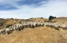 Hurunui Hills